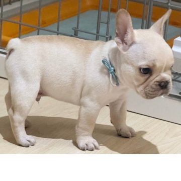 ときままページ　フレンチブルドッグ クリームさん4体 フレンチブルドッグ子犬クリーム｜愛知県ブリーダー名古屋