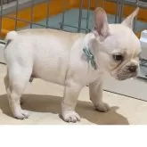 フレンチブルドッグ