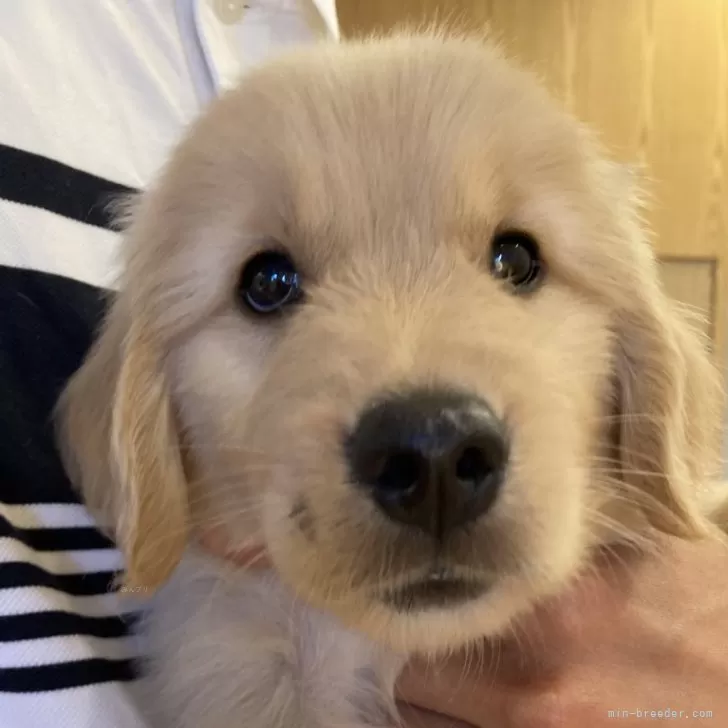 ID:2407-06422の子犬