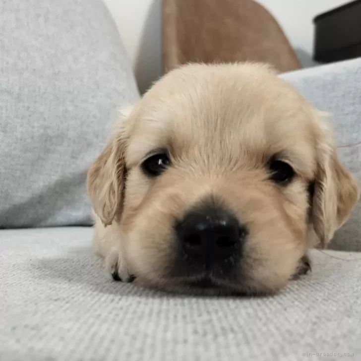 ID:2407-06413の子犬