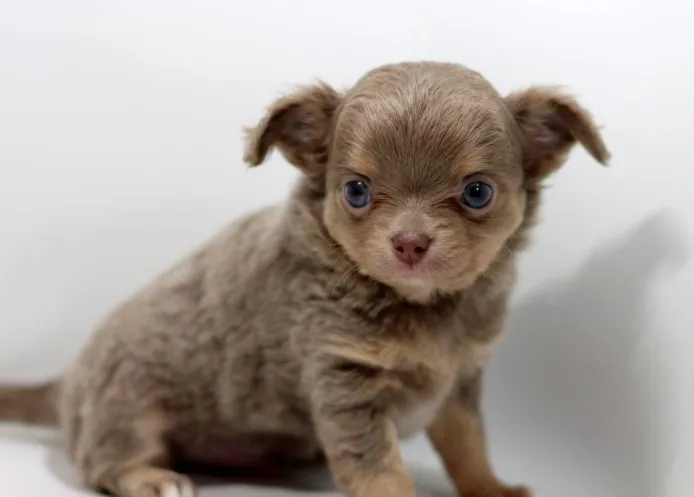 ロン 様のお迎えした子犬