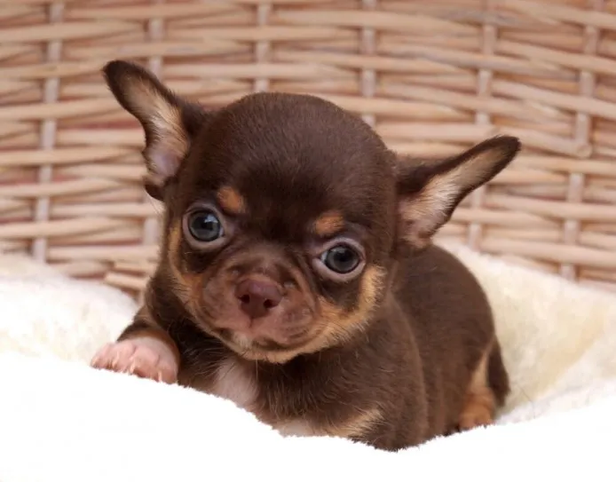 斎藤 様のお迎えした子犬