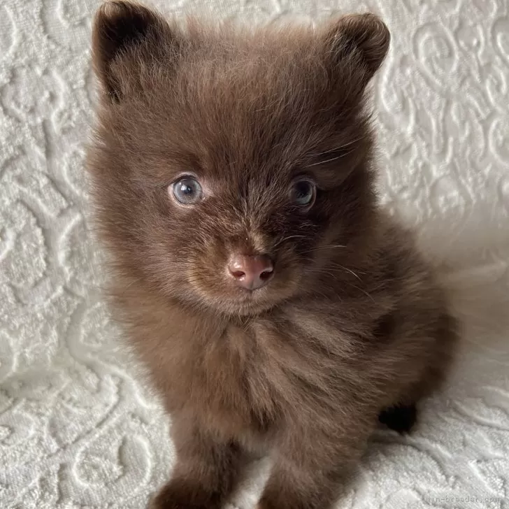 ID:2411-02231の子犬