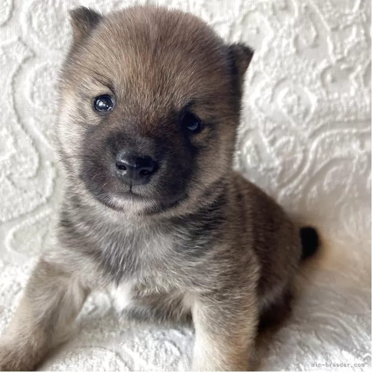 ID:2504-07107の子犬