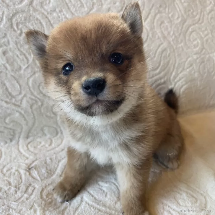 ID:2502-01342の子犬