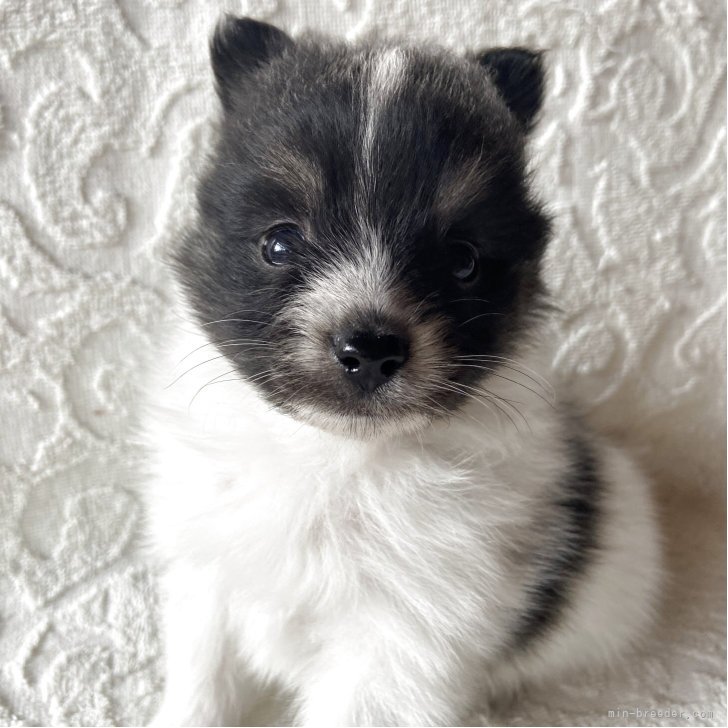 ブリーダー画像