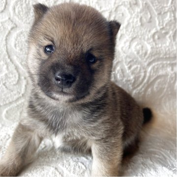 柴犬(豆柴)【兵庫県・男の子・2025年3月27日・赤】の写真「自然豊かな高原育ち🏡🏔️オンライン見学のみ✨」