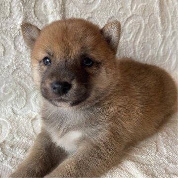 豆柴【兵庫県・男の子・2025年7月24日・赤色】の写真「自然豊かな高原育ち🏡🏔️見学予約受付中です✨」
