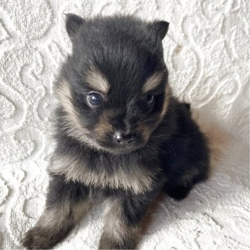 ポメラニアン【兵庫県・男の子・2025年10月9日・ブラックタン】の写真「自然豊かな高原育ち🏡🏔️見学予約受付中です✨」