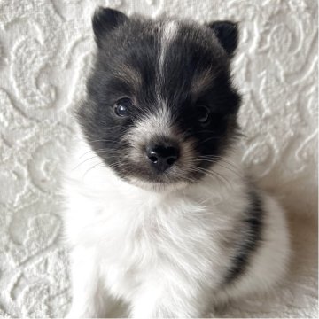ポメラニアン【兵庫県・女の子・2025年10月9日・ホワイト&ブラック】の写真「自然豊かな高原育ち🏡🏔️見学予約受付中です✨」