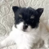 ポメラニアン