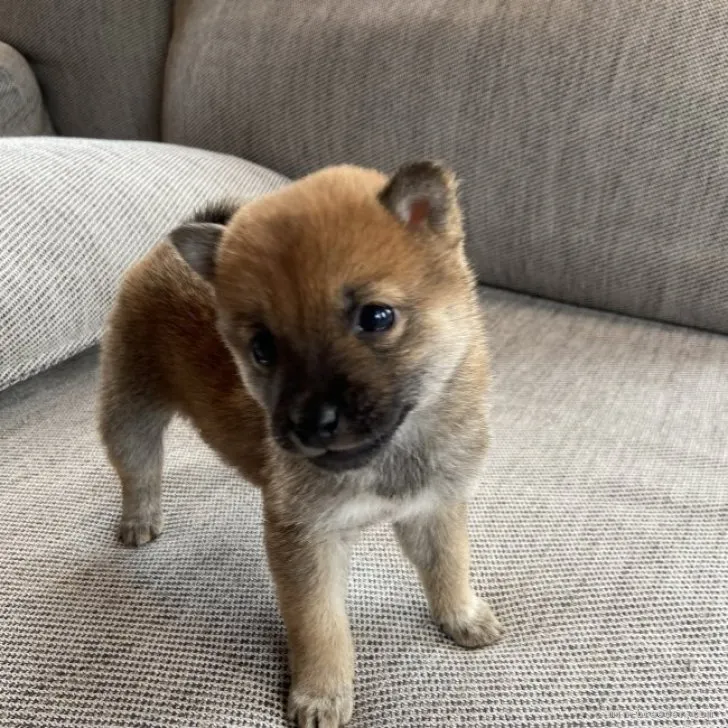 ID:2304-02180の子犬