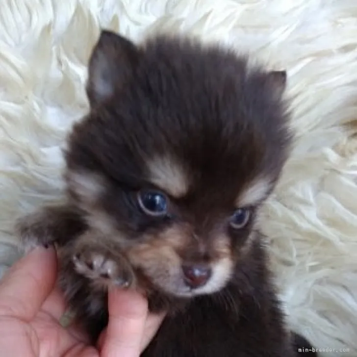 ID：2305-01031の子犬