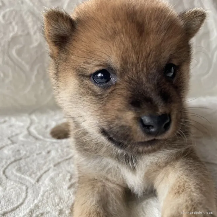 ID:2310-02304の子犬