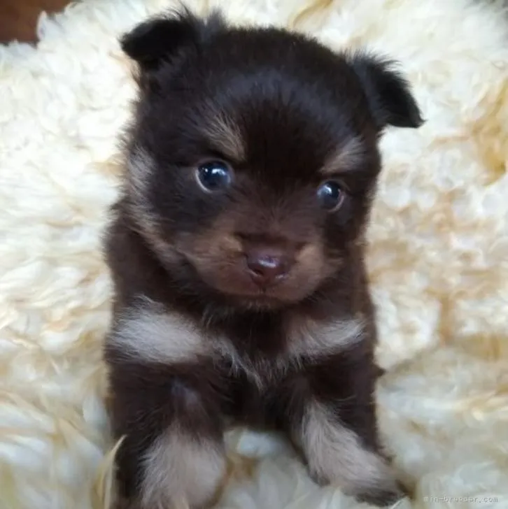 ID:2209-04864の子犬