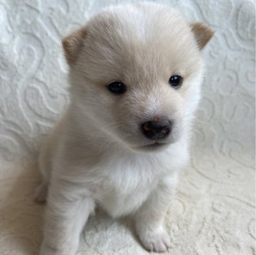 柴犬(豆柴)【兵庫県・男の子・2024年3月30日・白】の写真「自然豊かな高原育ち🏡 オンライン見学受付中✨」