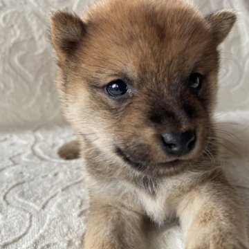 柴犬(豆柴)【兵庫県・男の子・2023年9月14日・赤】の写真「自然豊かな高原育ち🏡 オンライン見学受付中✨」