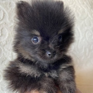 ポメラニアン【兵庫県・男の子・2023年5月25日・ブラックタン】の写真「7/23迄ご家族様募集🐕新潟県で引き渡し可能✨」