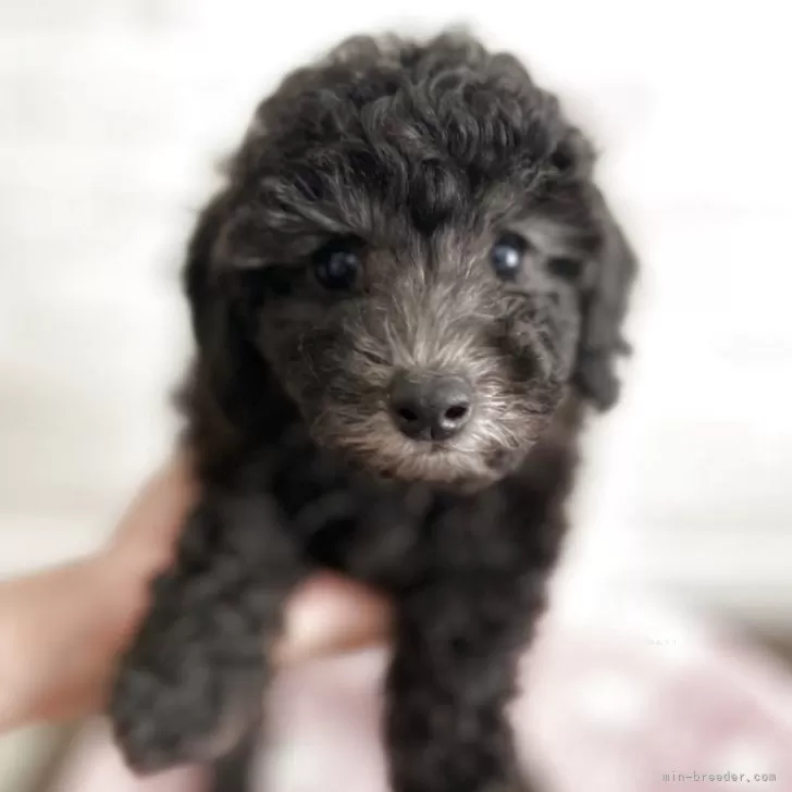 R.T 様のお迎えした子犬