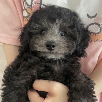 トイプードル(トイ)【大分県・男の子・2025年5月21日・シルバー🩶】の写真「元気な男の子🐾
ちっちゃめな男の子💙」