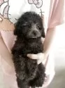 トイプードル(トイ)【大分県・男の子・2025年5月21日・シルバー🩶】の写真4