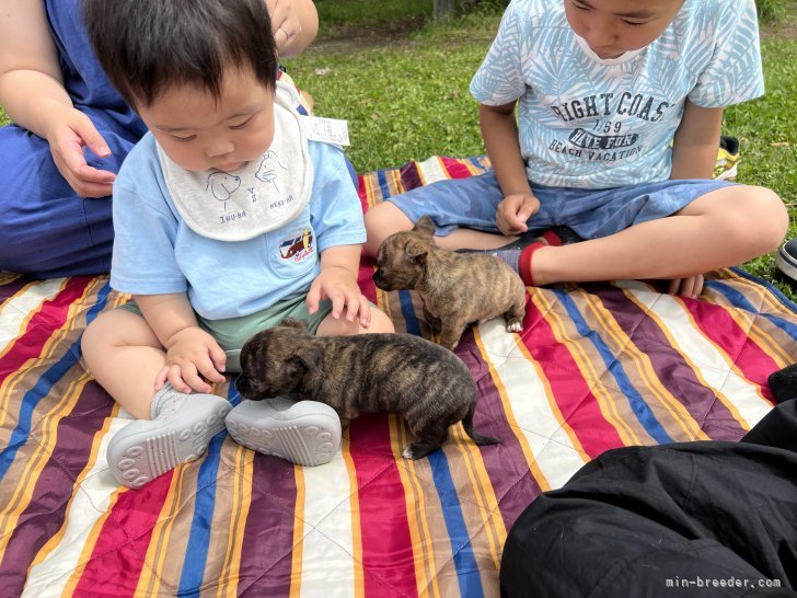 子供と子犬。お互いの情操教育にも良いかと思います。｜武井　武(たけい　たけし)ブリーダー(神奈川県・チワワ(スムース)など・JKC登録)の紹介写真8