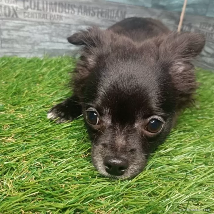 ID:2410-01684の子犬