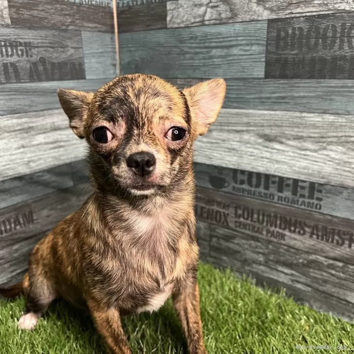 ID:2402-03657の子犬