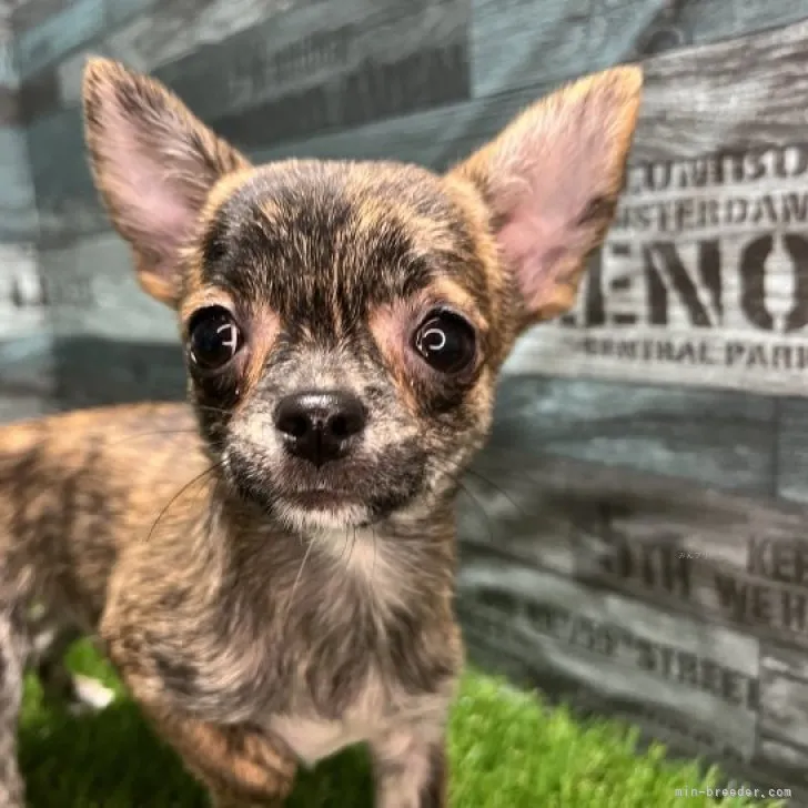 ID：2307-05998の子犬