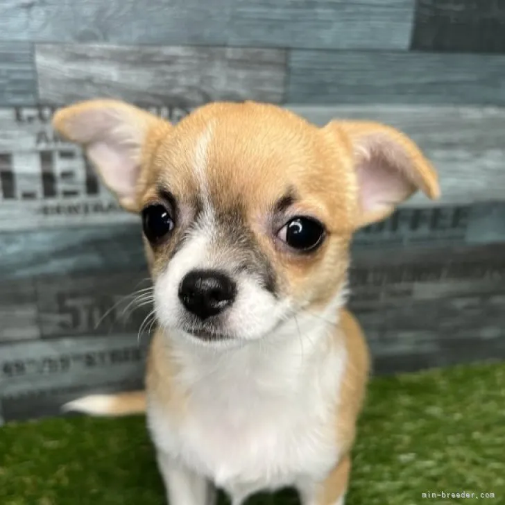 H.T 様のお迎えした子犬