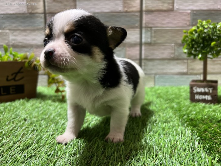 みゆっきー 様のお迎えした子犬