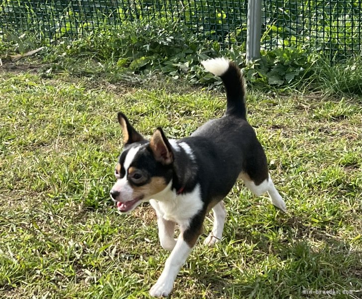 チワワ(スムース)【・女の子・2021年5月4日・ブラックタン&amp;ホワイト】「メガネをかけているような珍しい模様が哀愁を感じさせます笑」