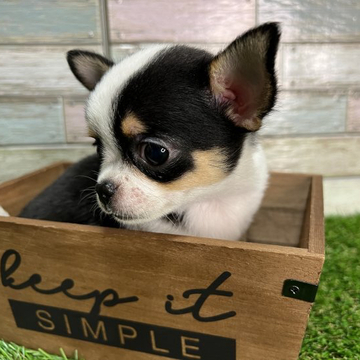 チワワ(スムース)【神奈川県・男の子・2022年4月11日・ブラックタン&ホワイト】の写真「牛柄が可愛い男の子！PRAクリア！」