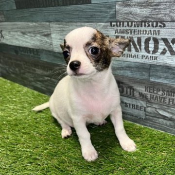 チワワ(スムース)【神奈川県・男の子・2023年5月4日・ブリンドル&ホワイト】の写真「レアカラー！ブリンドル&ホワイト！PRAクリア！」