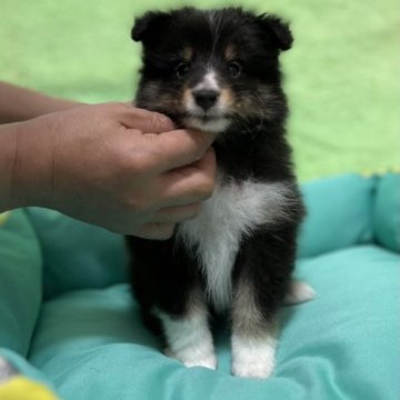 シェットランドシープドッグ【神奈川県・男の子・2023年3月23日・トライカラー】の写真「活発な男の子です。」