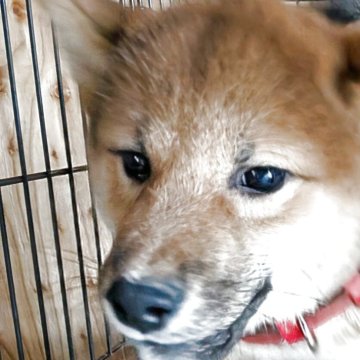 柴犬(標準サイズ)【千葉県・女の子・2025年7月10日・赤】の写真「元気いっぱいな女の子❤️」