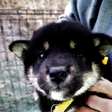 柴犬(標準サイズ)【千葉県・女の子・2025年10月12日・黒】の写真「目があきました。ムチムチ❤️」