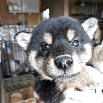 柴犬(標準サイズ)【千葉県・男の子・2025年10月8日・黒】の写真「目があきました。ムチムチ❤️」