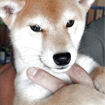 柴犬(標準サイズ)【千葉県・女の子・2025年6月9日・赤】の写真「人懐っこく甘えん坊さん❣️」