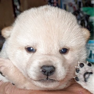 柴犬(標準サイズ)【千葉県・男の子・2025年10月8日・白】の写真「目があきました。ムチムチ❤️」