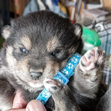 柴犬(標準サイズ)【千葉県・男の子・2025年10月12日・黒】の写真「目があきました。ムチムチ❤️」