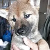 柴犬(標準サイズ)