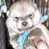 柴犬(標準サイズ)