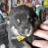 柴犬(標準サイズ)