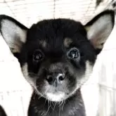 柴犬(標準サイズ)