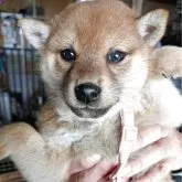 柴犬(標準サイズ)