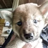 柴犬(標準サイズ)【千葉県・女の子・2025年8月9日・赤】の写真2