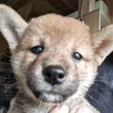 柴犬(標準サイズ)【千葉県・女の子・2025年8月9日・赤】の写真3