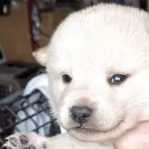 柴犬(標準サイズ)【千葉県・男の子・2025年10月8日・白】の写真3