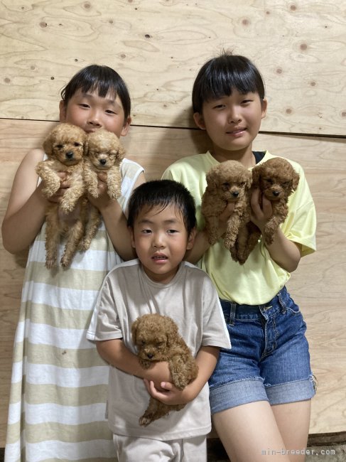 自然豊かな田舎で、家族全員大好きなワンちゃん達と楽しく過ごしています。｜鈴木　義延(すずき　よしのぶ)ブリーダー(福島県・トイプードルなど・JKC/KC登録)の紹介写真1